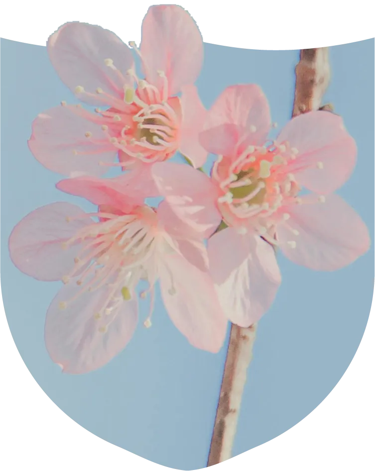 Pink flowers coming out of a shield