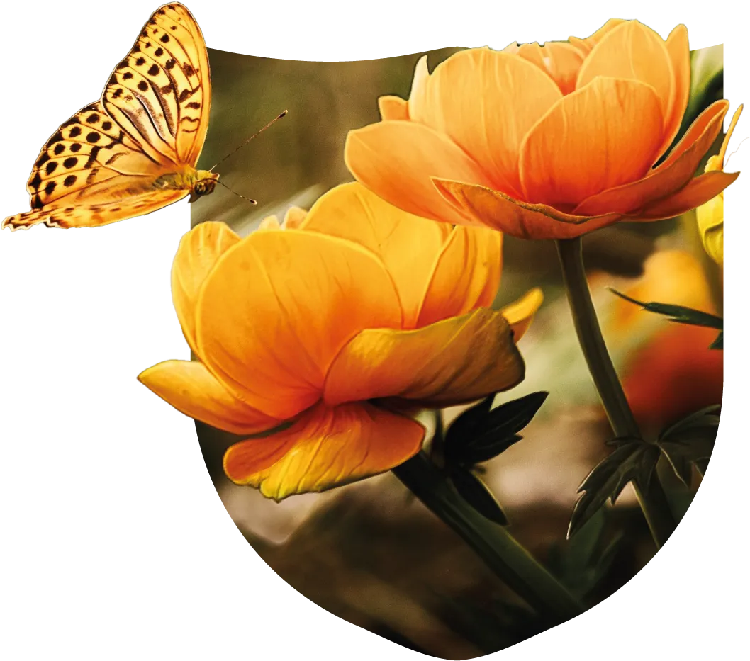 A butterfly on flowers coming out of a shield