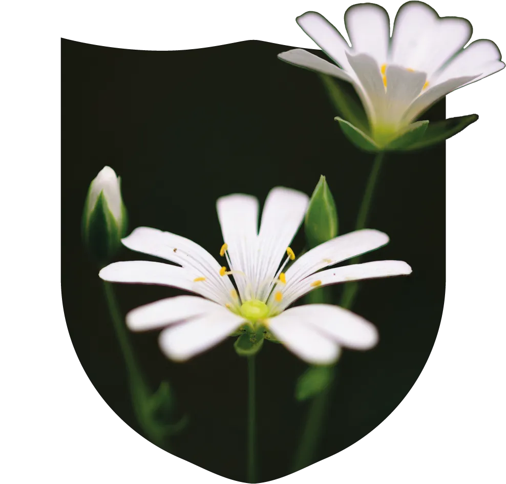 Daisies coming out of a shield